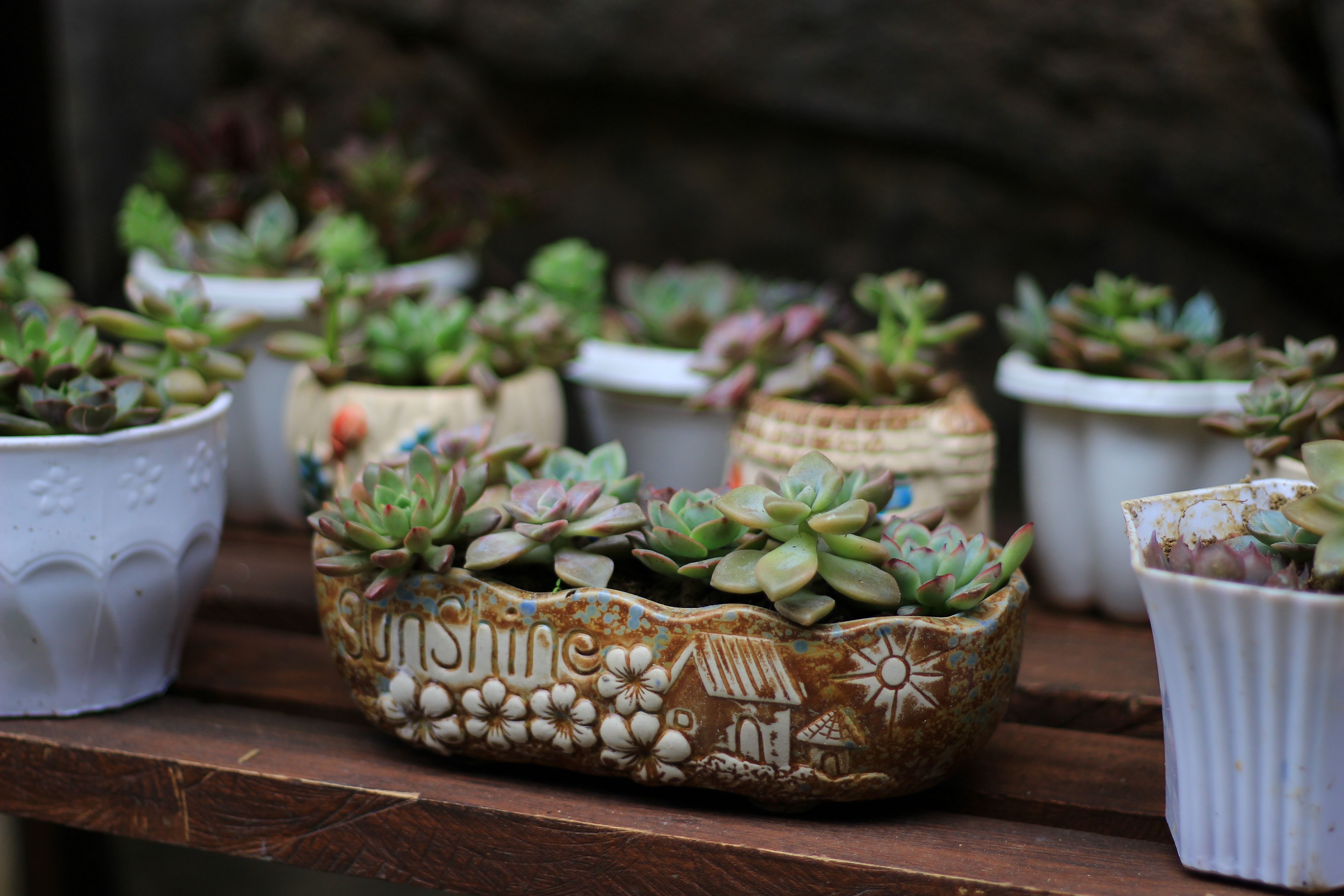 Terracotta Planter · Sage Green